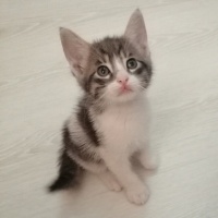 Tekir Kedi, Kedi  Çakıl fotoğrafı