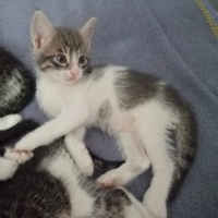 Tekir Kedi, Kedi  Çakıl fotoğrafı