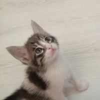 Tekir Kedi, Kedi  Çakıl fotoğrafı