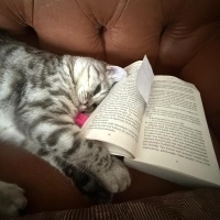 British Shorthair, Kedi  Tombiş fotoğrafı