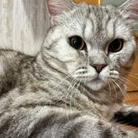 British Shorthair, Kedi  Tombiş fotoğrafı