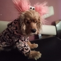 İngiliz Cocker Spaniel, Köpek  Gofret fotoğrafı