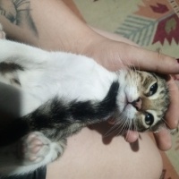 Tekir Kedi, Kedi  Hamaney fotoğrafı