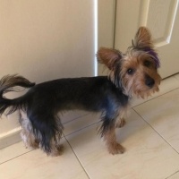 Yorkshire Terrier, Köpek  Embır fotoğrafı