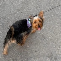 Yorkshire Terrier, Köpek  Embır fotoğrafı