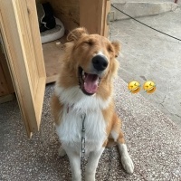 k1329609 kullanıcısının #233556 peti