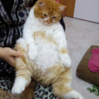Tekir Kedi, Kedi  sarman fotoğrafı