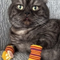 Scottish Fold, Kedi  Turşu fotoğrafı