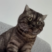 Scottish Fold, Kedi  Turşu fotoğrafı