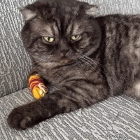 Scottish Fold, Kedi  Turşu fotoğrafı