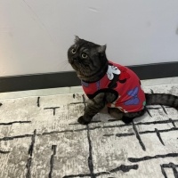 Scottish Fold, Kedi  Turşu fotoğrafı