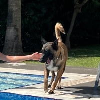 Belçika Malinois, Köpek  Shila fotoğrafı