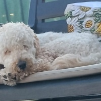 Poodle(Standart Kaniş), Köpek  Cesur fotoğrafı