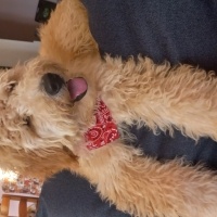 Poodle(Standart Kaniş), Köpek  Cesur fotoğrafı