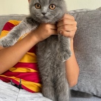 Scottish Fold, Kedi  Maya fotoğrafı