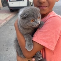 Scottish Fold, Kedi  Maya fotoğrafı