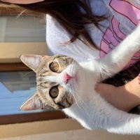 Tekir Kedi, Kedi  Cookie fotoğrafı