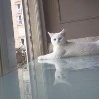British Shorthair, Kedi  Luz fotoğrafı