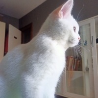 British Shorthair, Kedi  Luz fotoğrafı
