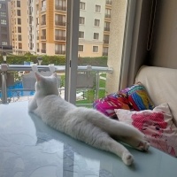 British Shorthair, Kedi  Luz fotoğrafı