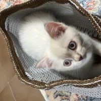British Shorthair, Kedi  Pamuk fotoğrafı