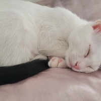 Tuxedo (Smokin) Kedi, Kedi  Loki fotoğrafı