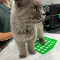 British Shorthair, Kedi  ŞANS fotoğrafı