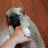 Kangal, Köpek  fıstık fotoğrafı
