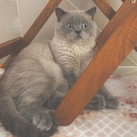 British Shorthair, Kedi  Paşa fotoğrafı