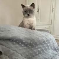 British Shorthair, Kedi  Paşa fotoğrafı