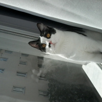 Tuxedo (Smokin) Kedi, Kedi  Alaska fotoğrafı