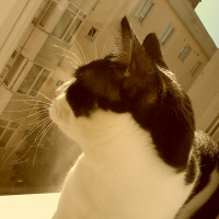 Tuxedo (Smokin) Kedi, Kedi  Alaska fotoğrafı