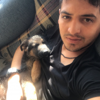 Alman Çoban Köpeği, Köpek  Çömez fotoğrafı