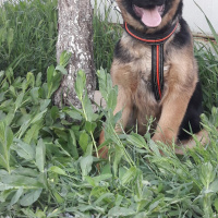 Alman Çoban Köpeği, Köpek  Çömez fotoğrafı