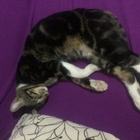 Bengal, Kedi  Şakir fotoğrafı