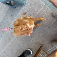 k1331616 kullanıcısının #233823 peti