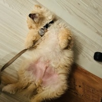 Maltese, Köpek  Latte fotoğrafı