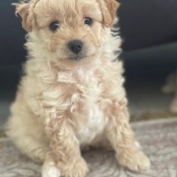 Maltese, Köpek  Latte fotoğrafı