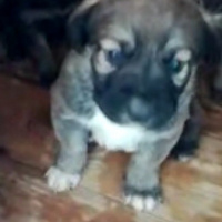 Kangal, Köpek  Kangal Yavrularımız fotoğrafı