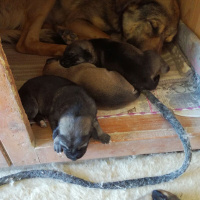 Kangal, Köpek  Kangal Yavrularımız fotoğrafı