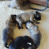 Kangal, Köpek  Kangal Yavrularımız fotoğrafı