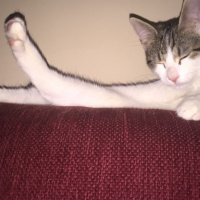 Tekir Kedi, Kedi  Pakize fotoğrafı