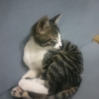 Tekir Kedi, Kedi  Tekila fotoğrafı