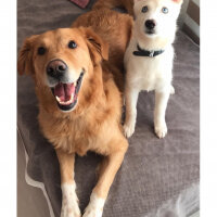 Golden Retriever, Köpek  Alex fotoğrafı