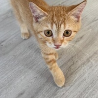 British Shorthair, Kedi  Limon fotoğrafı