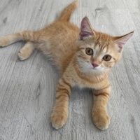 British Shorthair, Kedi  Limon fotoğrafı