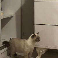 British Shorthair, Kedi  mia fotoğrafı
