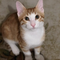 Tekir Kedi, Kedi  Badem fotoğrafı