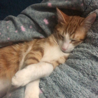 Tekir Kedi, Kedi  Badem fotoğrafı