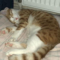 Tekir Kedi, Kedi  Badem fotoğrafı